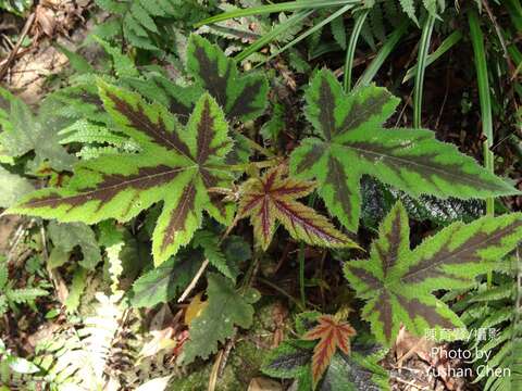 Image of Rubus reflexus var. hui (Diels ex Hu) F. P. Metcalf