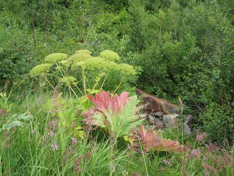 Image of Heracleum leskovii Grossh.