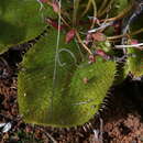 Image of Drosera major