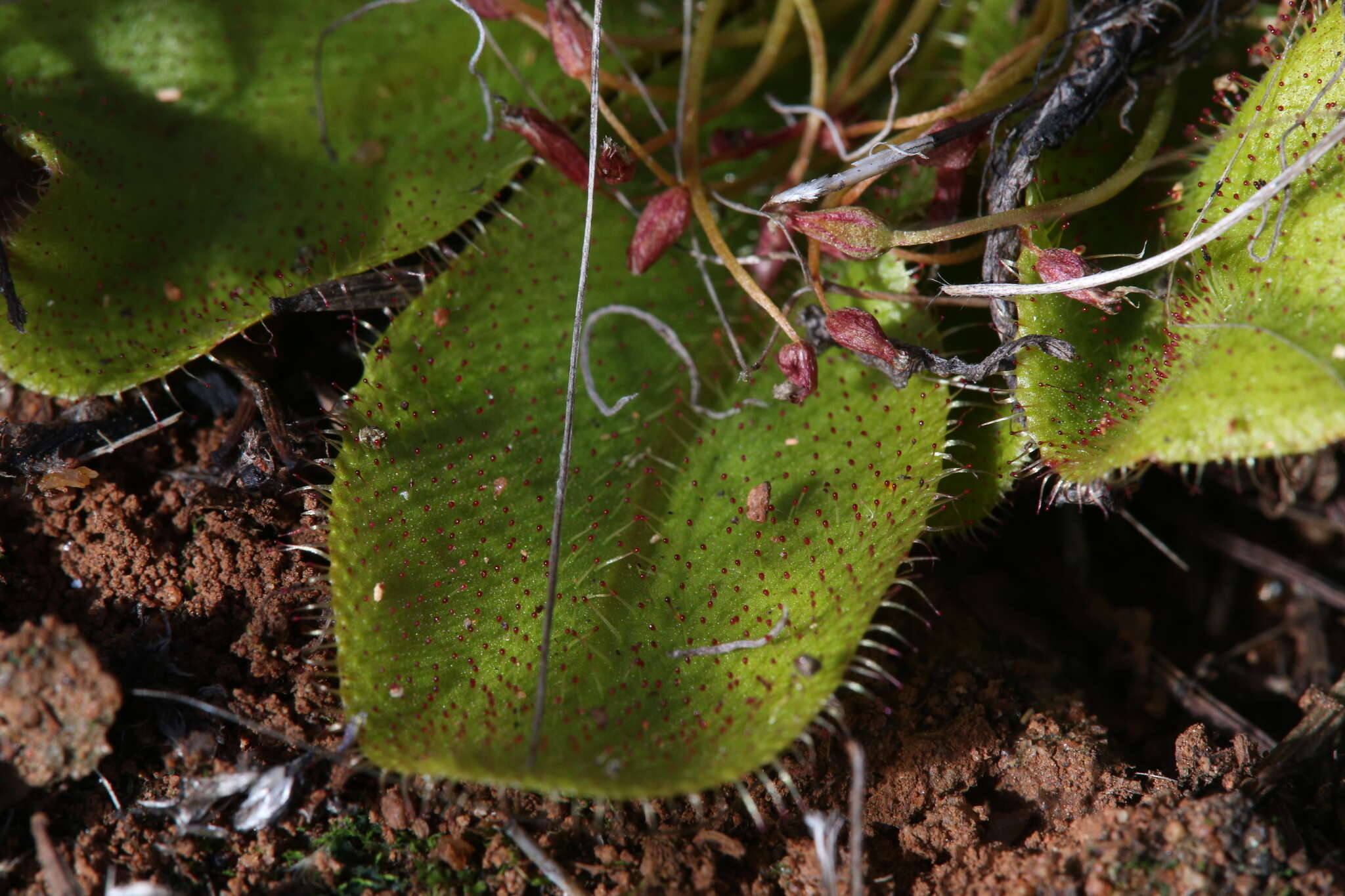 Drosera major的圖片