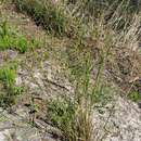 Image of Bunched Beak Sedge