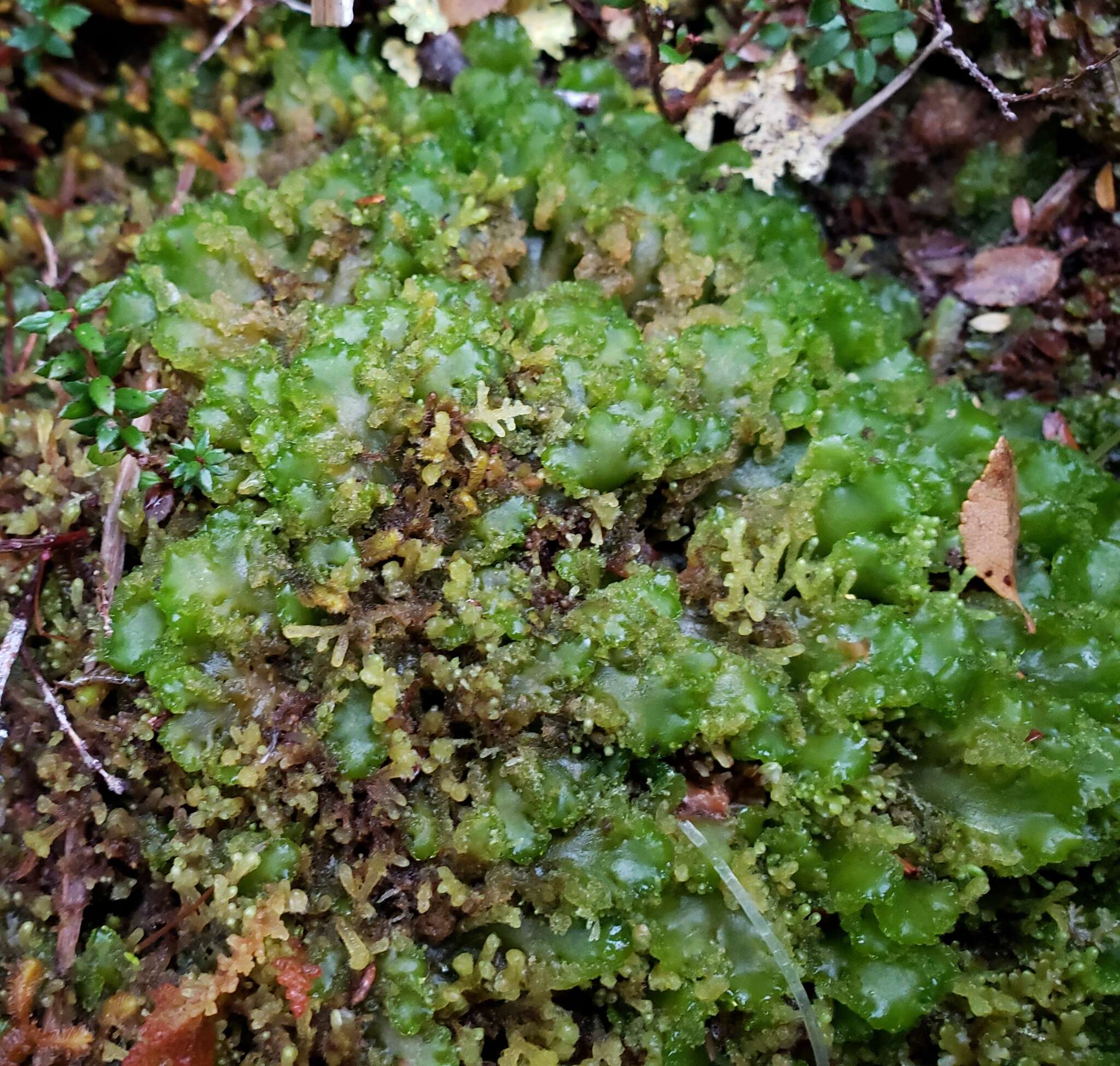 Image of Nothoceros endiviifolius (Mont.) J. Haseg. ex J. C. Villarreal, Hässel & N. Salazar