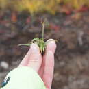 Image of Rufous Wood-Rush