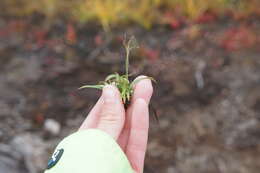 Image of Rufous Wood-Rush