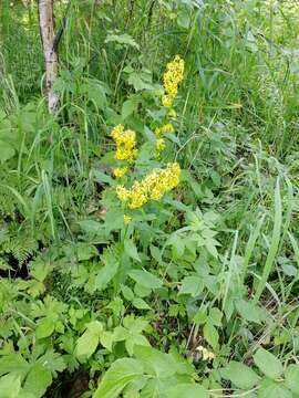 Image of Solidago dahurica (Kitag.) Kitag. ex Juz.