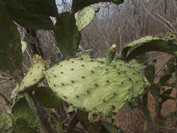 Image of Opuntia wilcoxii Britton & Rose