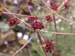 Image of butte desertparsley