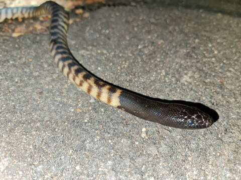 Image of Black-headed Python