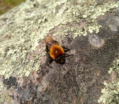 Sivun Bombus rubicundus Smith 1854 kuva