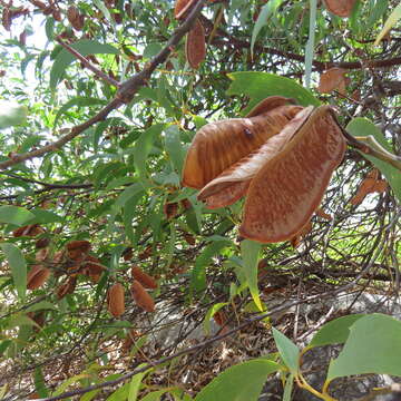 Plancia ëd Acacia crassicarpa A. Cunn. ex Benth.