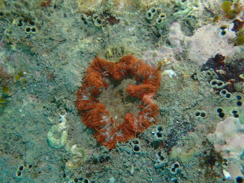 Image of daisy anemone