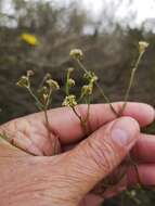 Image of Centella thesioides