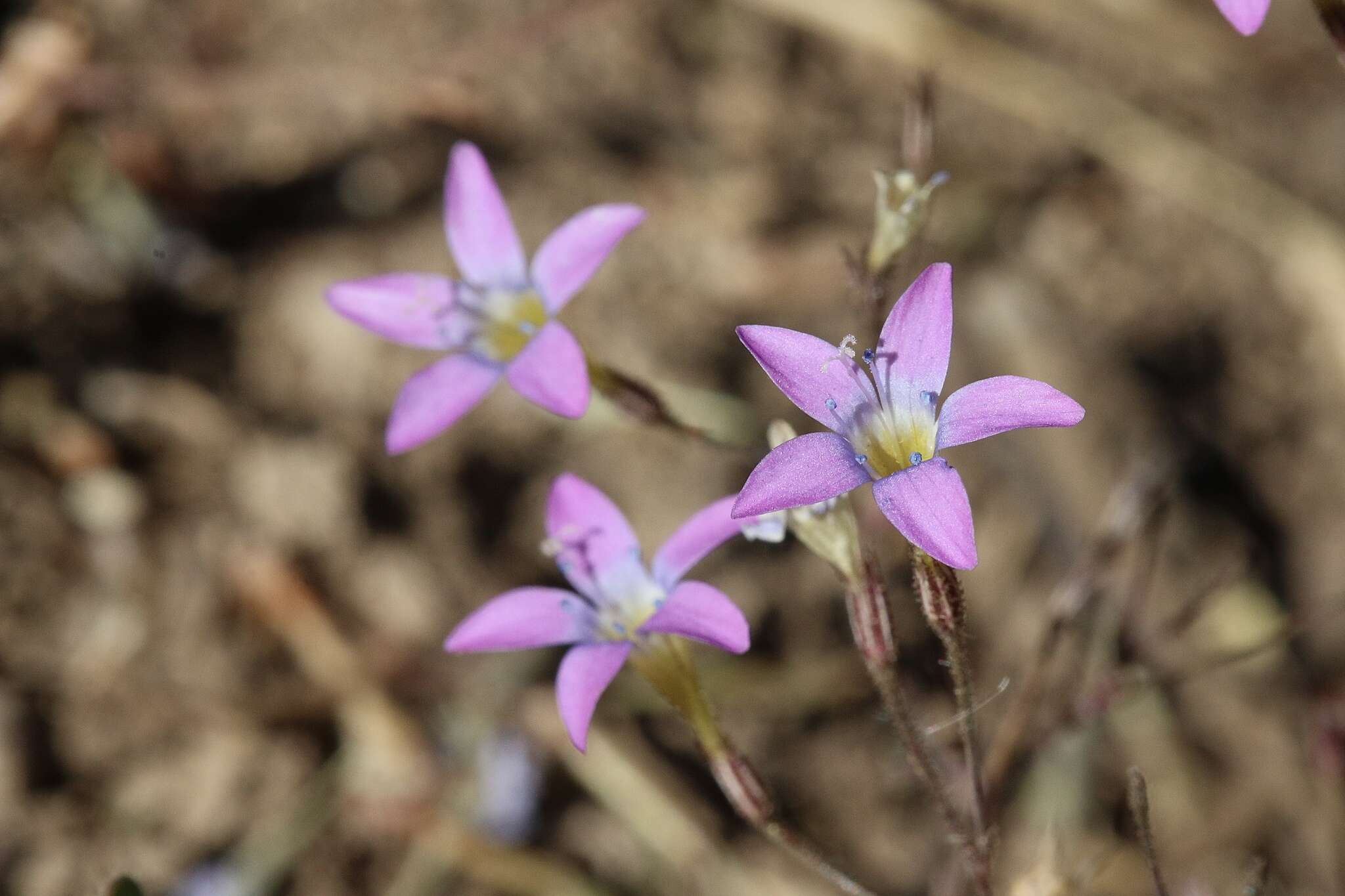 Image of Bridges' gilia