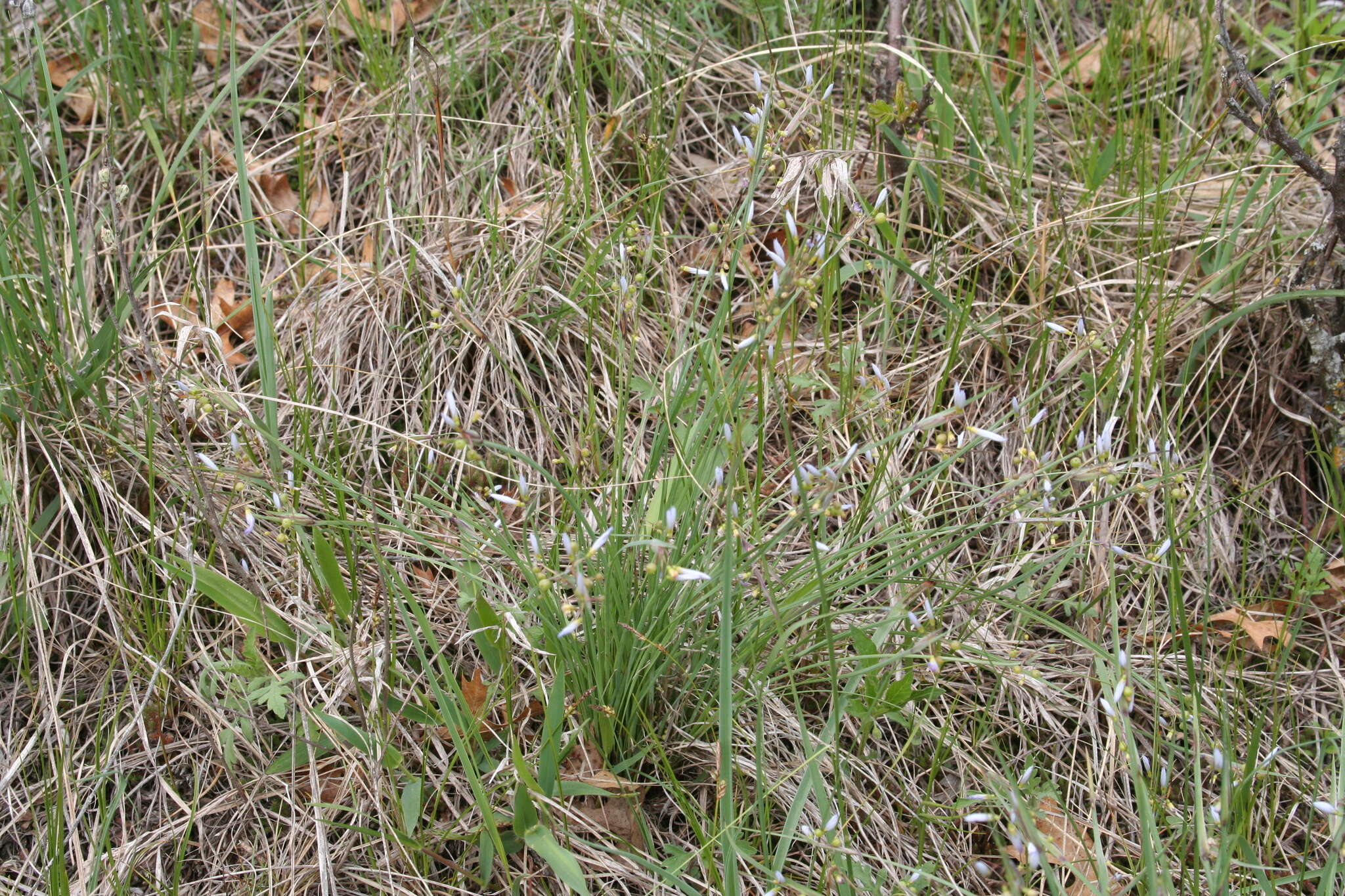 Sisyrinchium campestre E. P. Bicknell的圖片