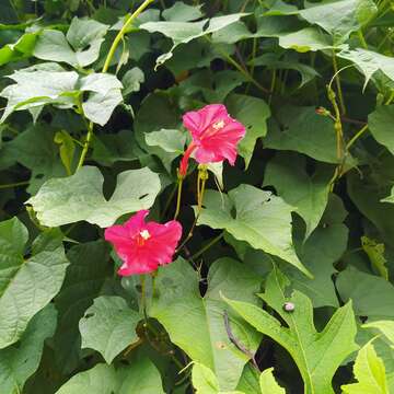 Ipomoea funis Cham. & Schltdl.的圖片