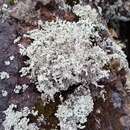 Image of Rock foam lichen