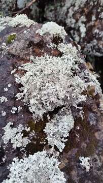 Image of Rock foam lichen