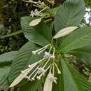 Image de Neohymenopogon parasiticus (Wall.) Bennet