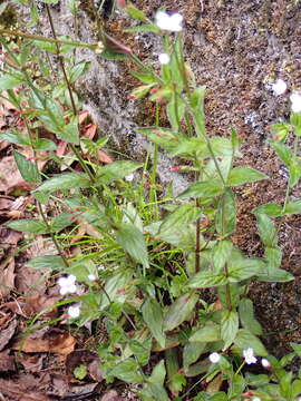 Imagem de Epilobium amurense Hausskn.