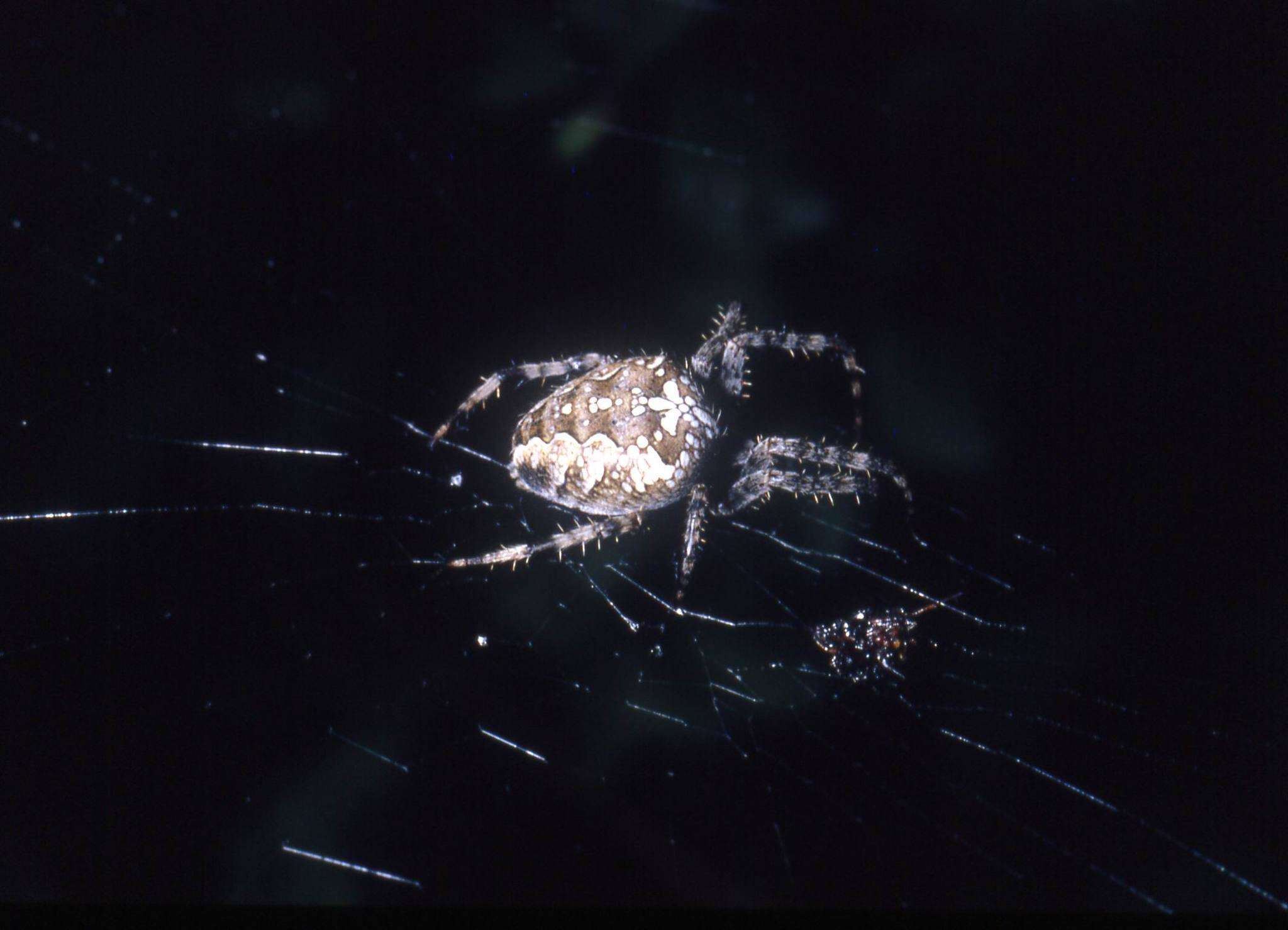 Image of Garden spider