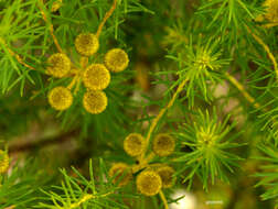 Image of Baccharis aliena (Spreng.) Joch. Müll.