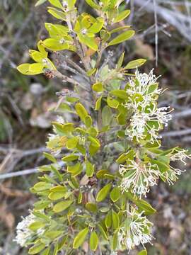 Image of Hakea ruscifolia Labill.