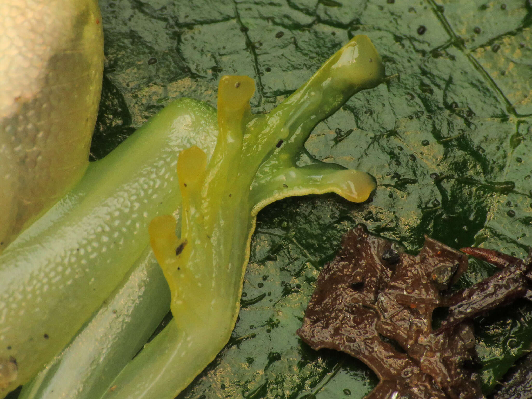 Image of Magdalena Giant Glass Frog