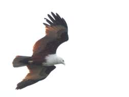 Image of Brahminy Kite