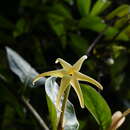 Image of Hillia macrophylla Standl.