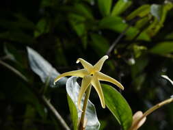 Image of Hillia macrophylla Standl.
