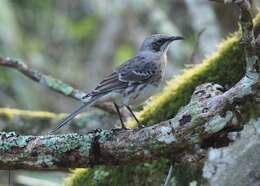 Image of San Cristobal Mockingbird