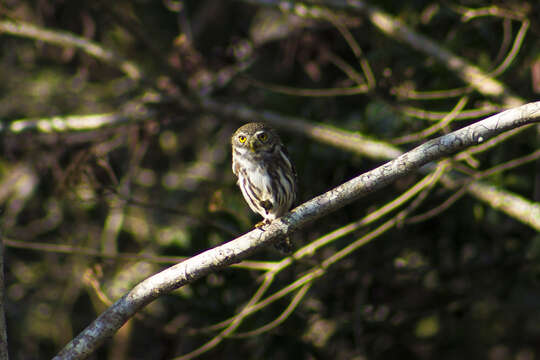 Image of Central American Pygmy Owl