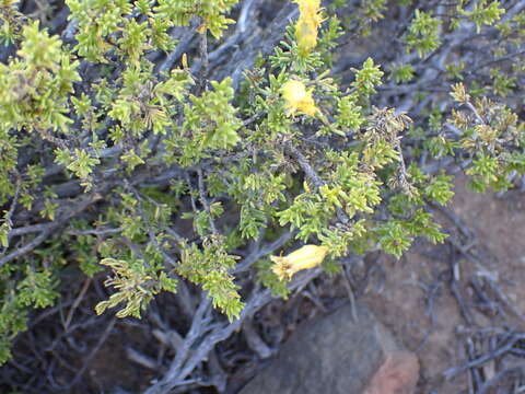 Image of Pteronia empetrifolia DC.