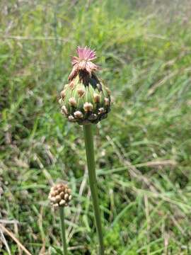 Rhaponticum australe (Gaud.) Soskov的圖片