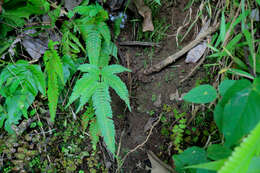 Image of Pteris longipinnula Wall.