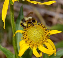 صورة Bombus cockerelli Franklin 1913