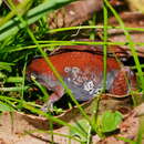 Image of Eastern Smooth Frog