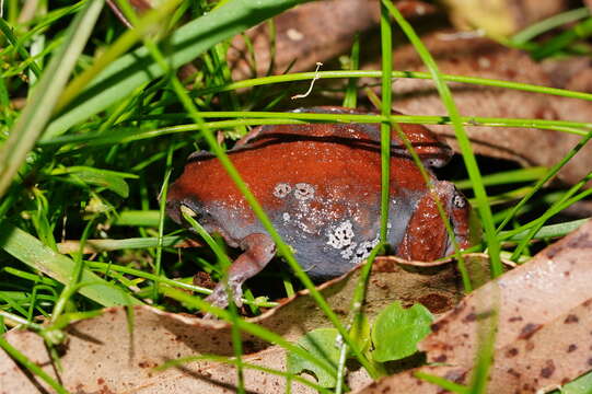 Image of Eastern Smooth Frog