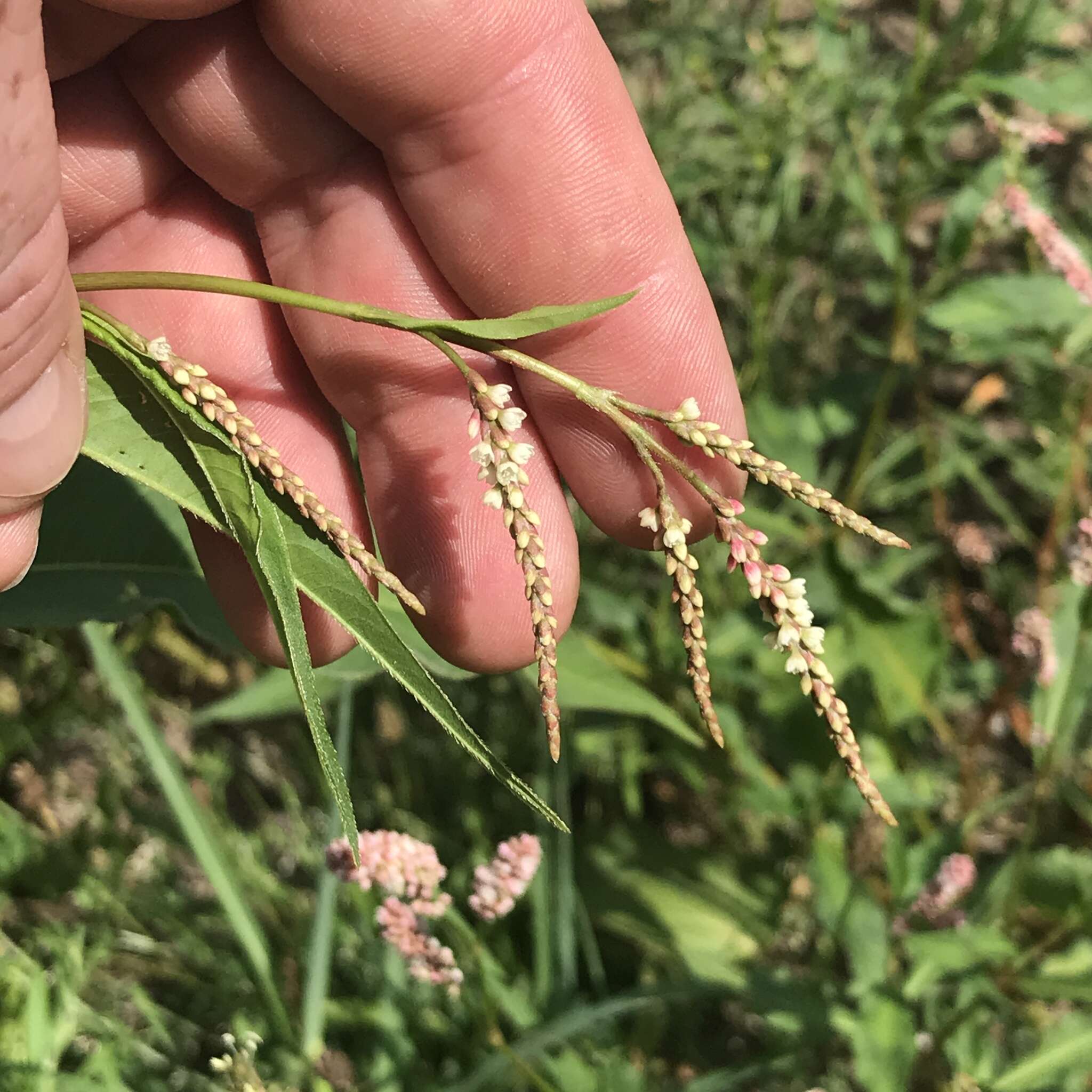 Sivun Persicaria extremiorientalis (Vorosh.) N. N. Tzvel. kuva