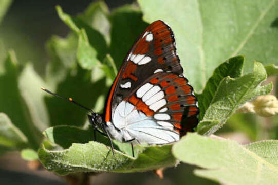 Image of Limenitis reducta herculeana Stichel 1909