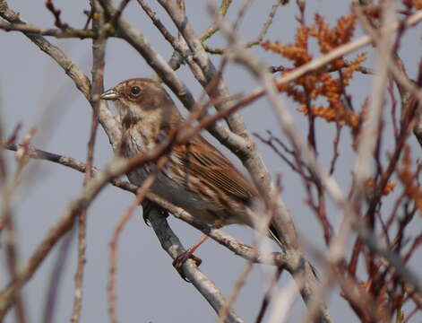 Image of Common Reed Bunting