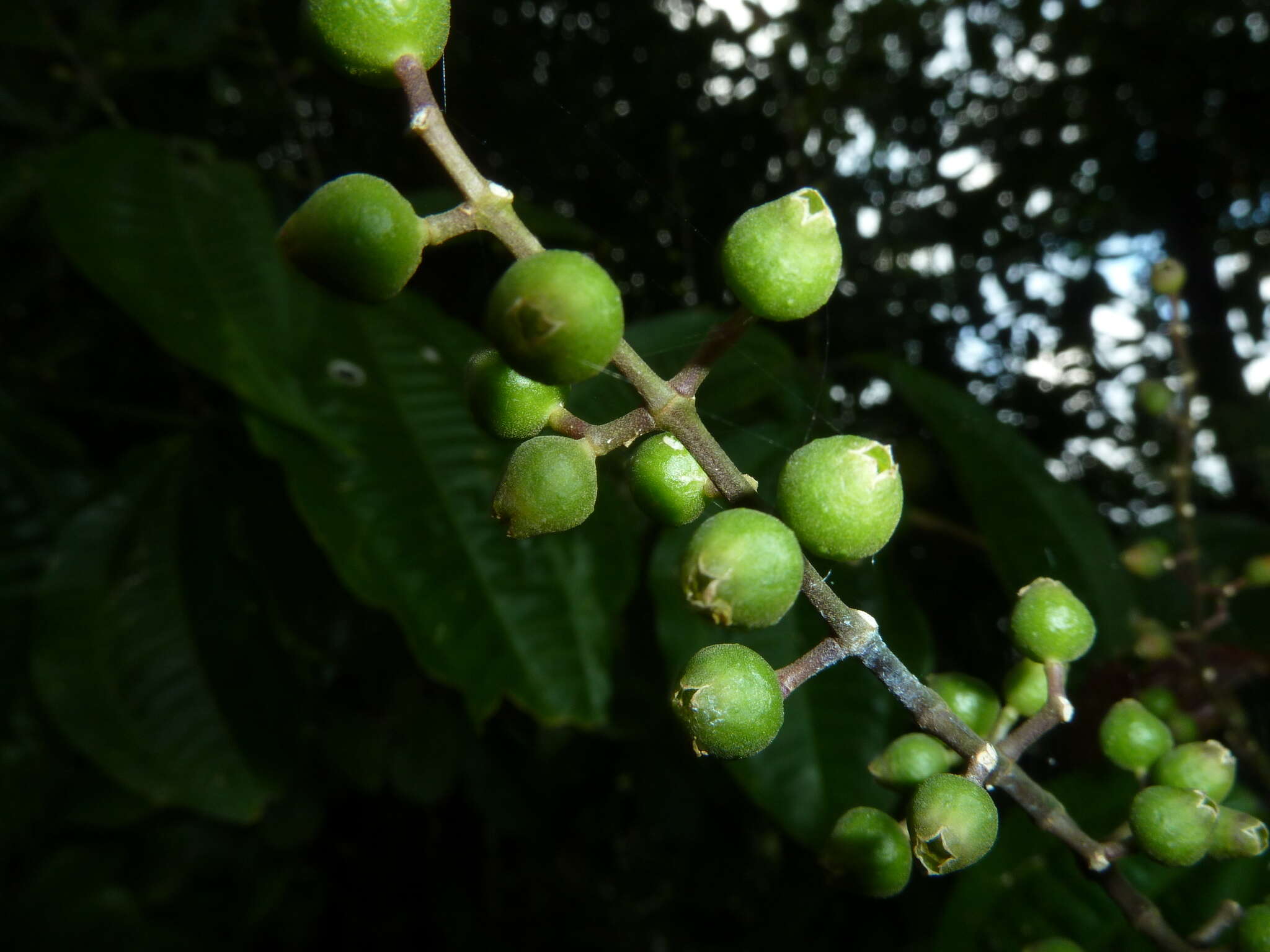 Слика од Miconia gracilis Triana