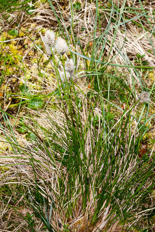 Image de Linaigrette dense