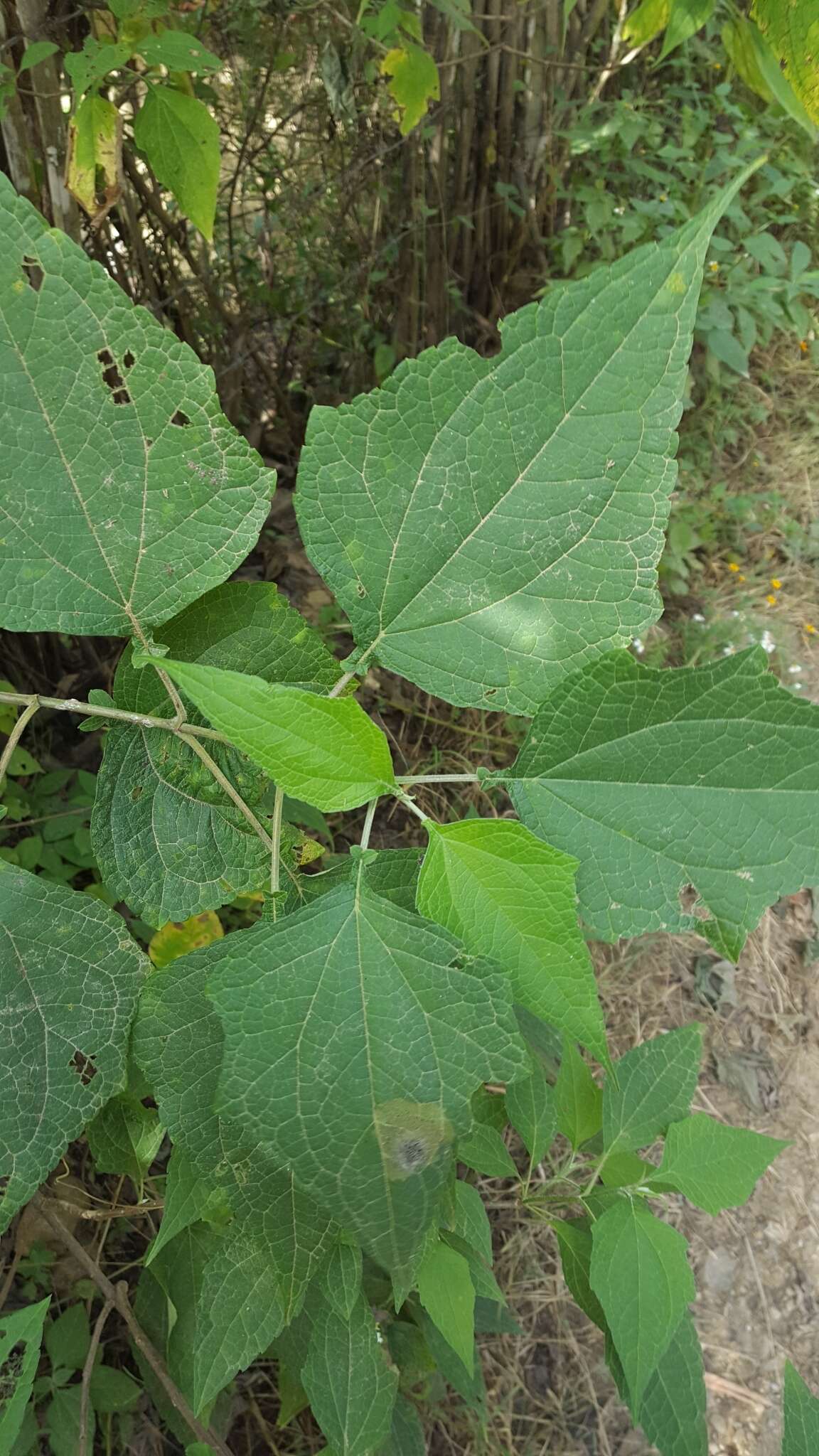 Image of Montanoa leucantha subsp. arborescens (A. P. DC.) V. A. Funk