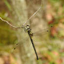 Image of Forest Mosquitohawk