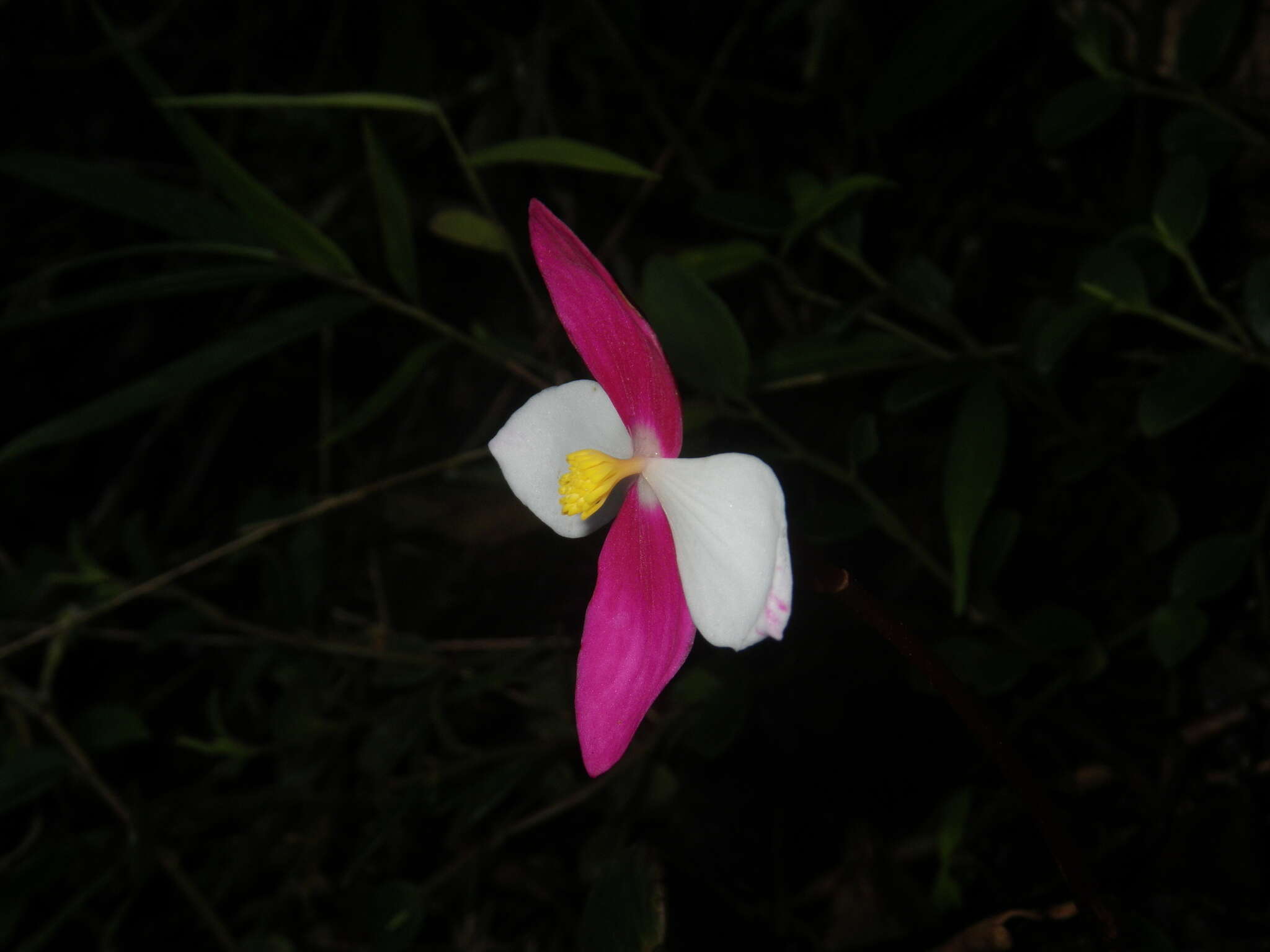 Image of Begonia betsimisaraka Humbert