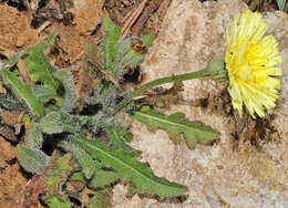 Image of Picris hispanica (Willd.) P. D. Sell