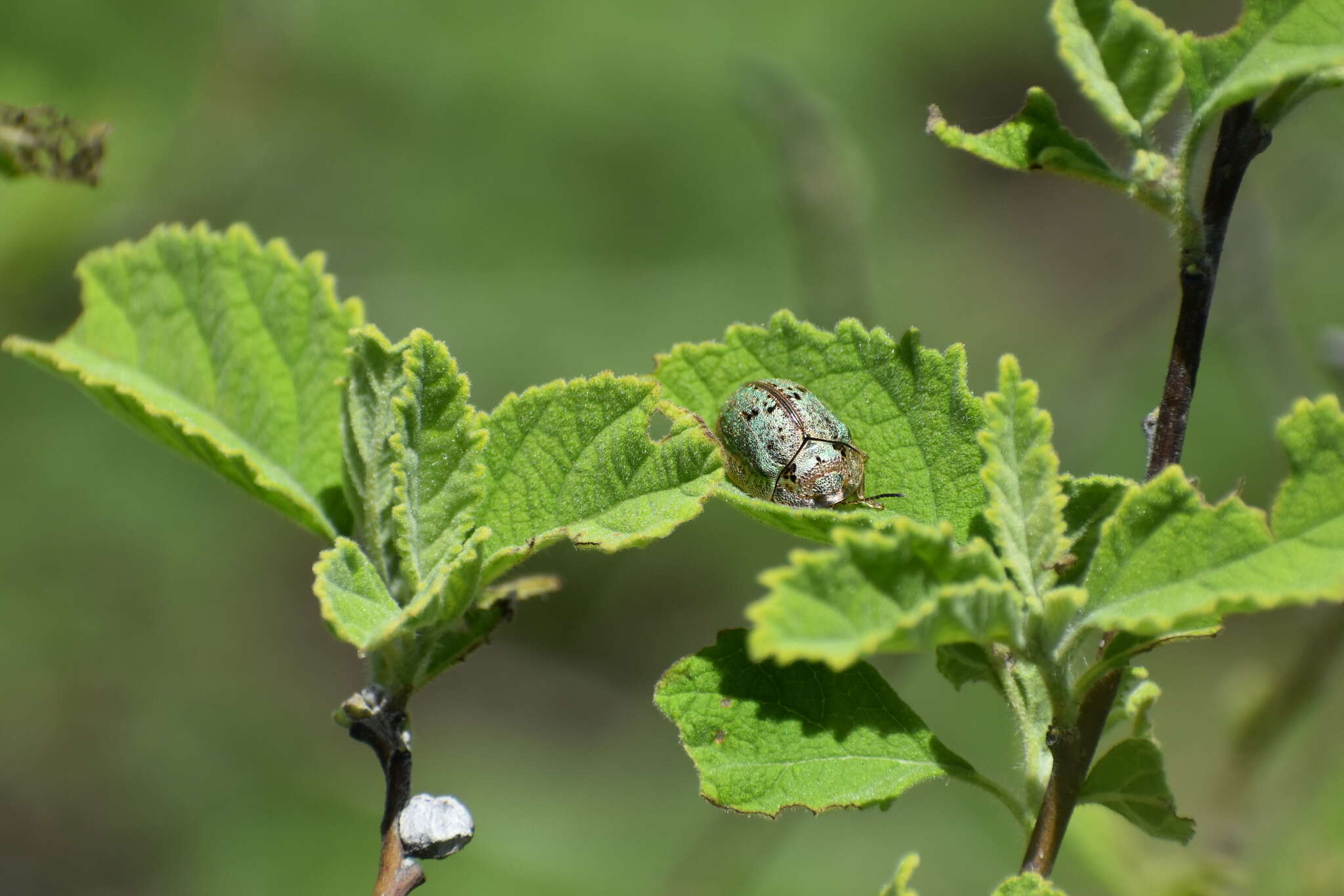 Слика од Physonota alutacea Boheman 1854