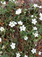 Image of mountain sandwort