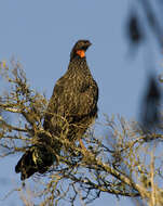 Image of Dusky-legged Guan